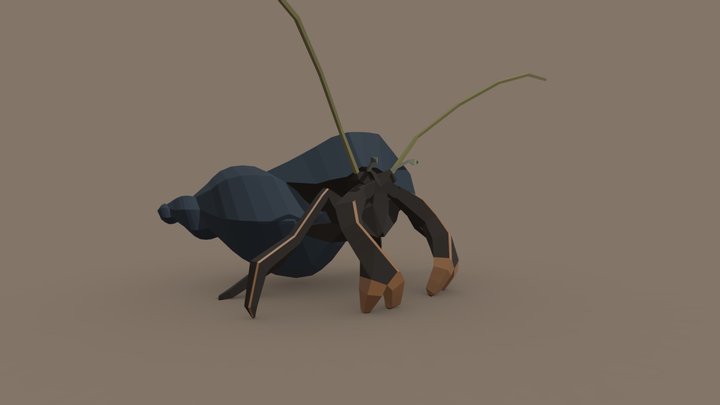 Hermit crab
