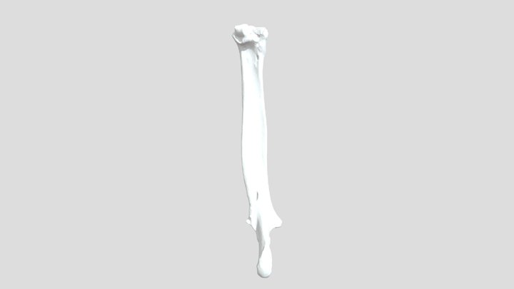 Alpaca - Left Radius + Ulna 3D Model