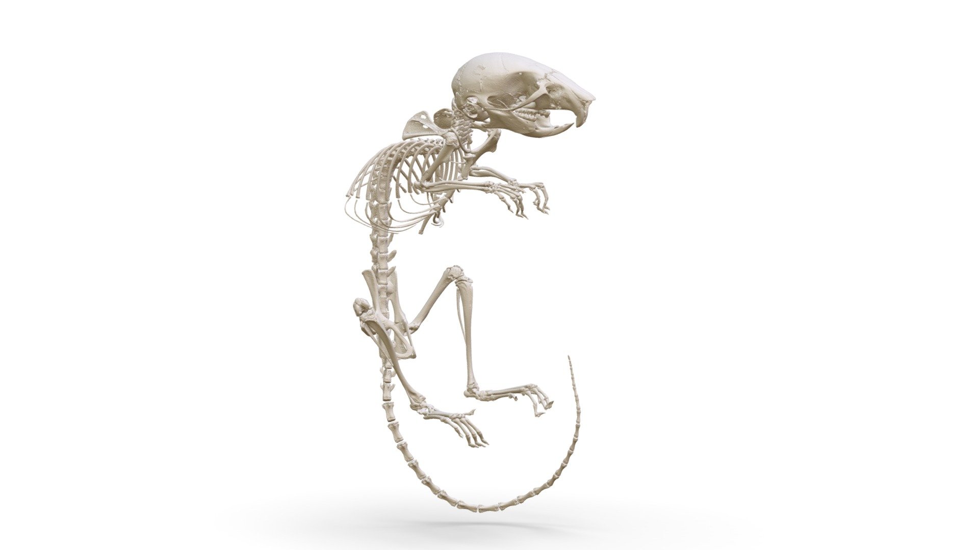 Apodemus uralensis (MSB:Mamm:249572) - 3D model by Biodiversity ...