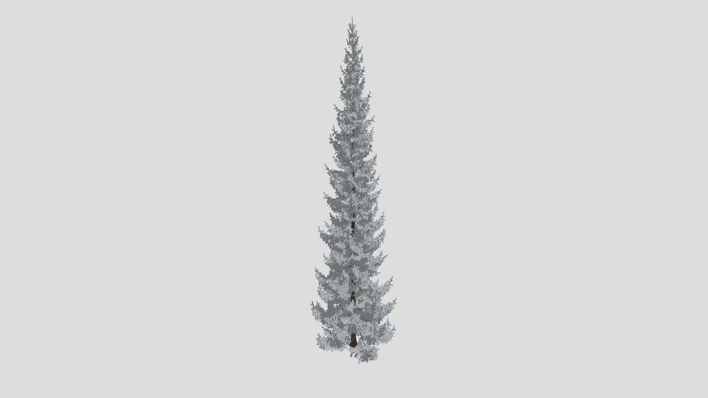 Norway Spruce Picea Abies 20m
