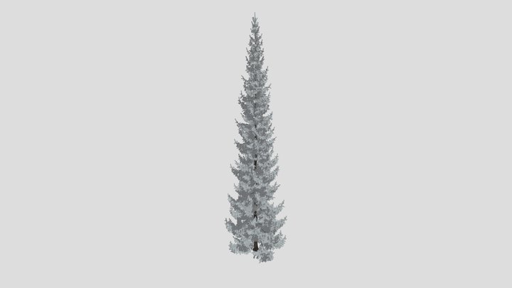 Norway Spruce Picea Abies 20m