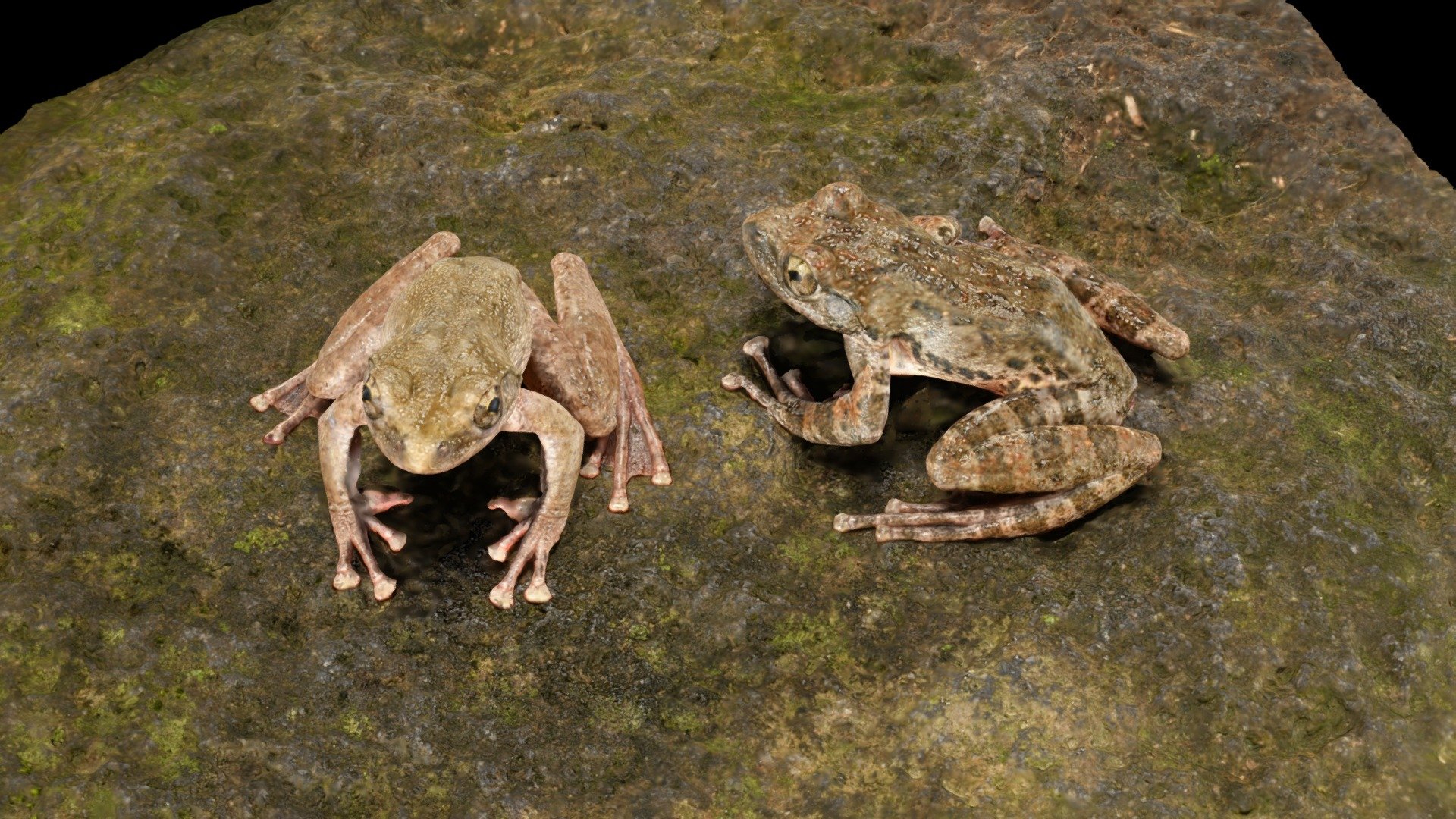 カジカガエル Buergeria buergeri