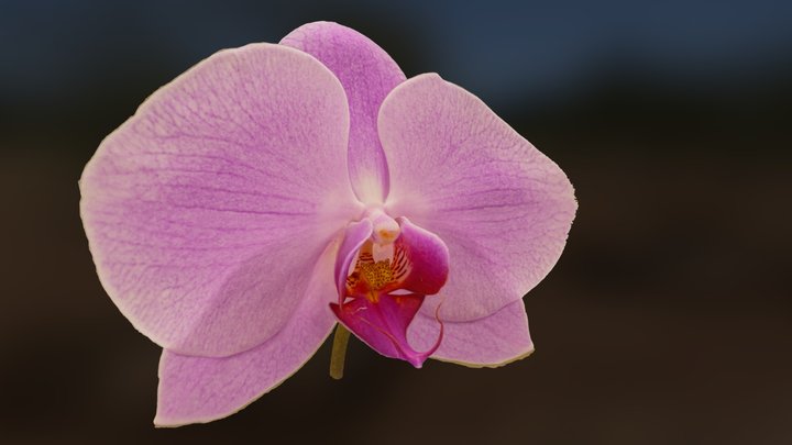 orchid photoscan metashape 3D Model
