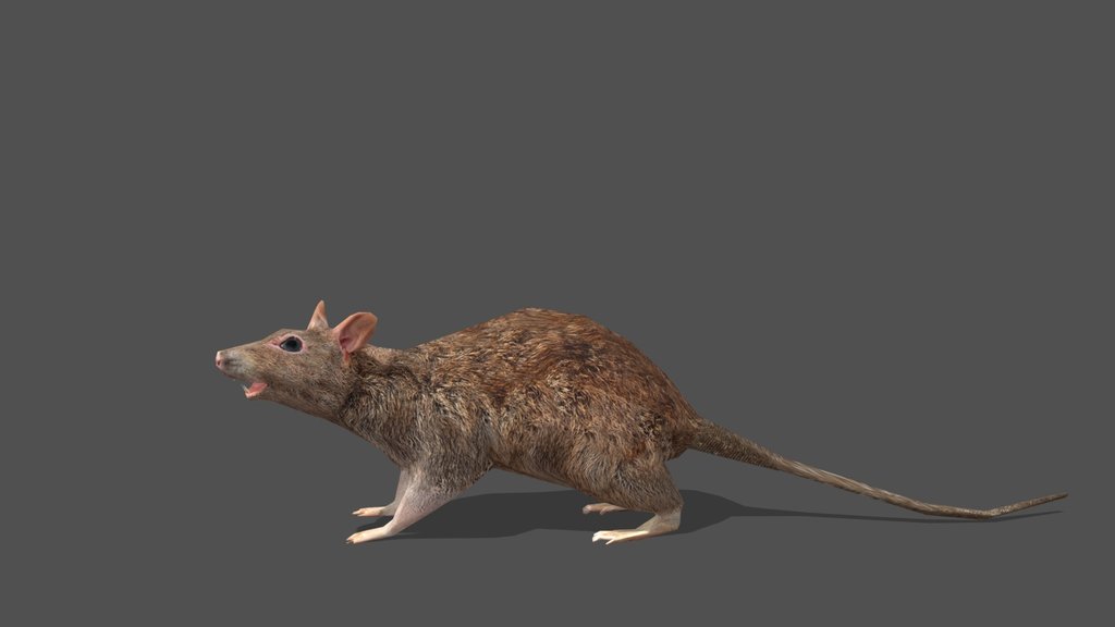 Animated Rat – 3D Animal Model