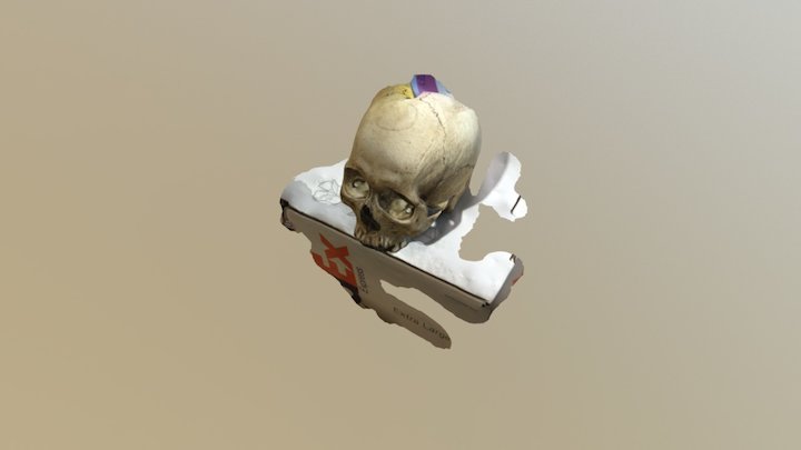 Skull test 3D Model