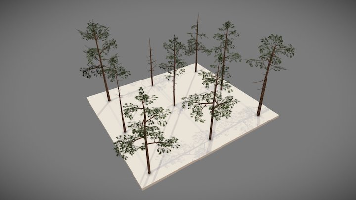 Scots Pine Trees Set 3D Model