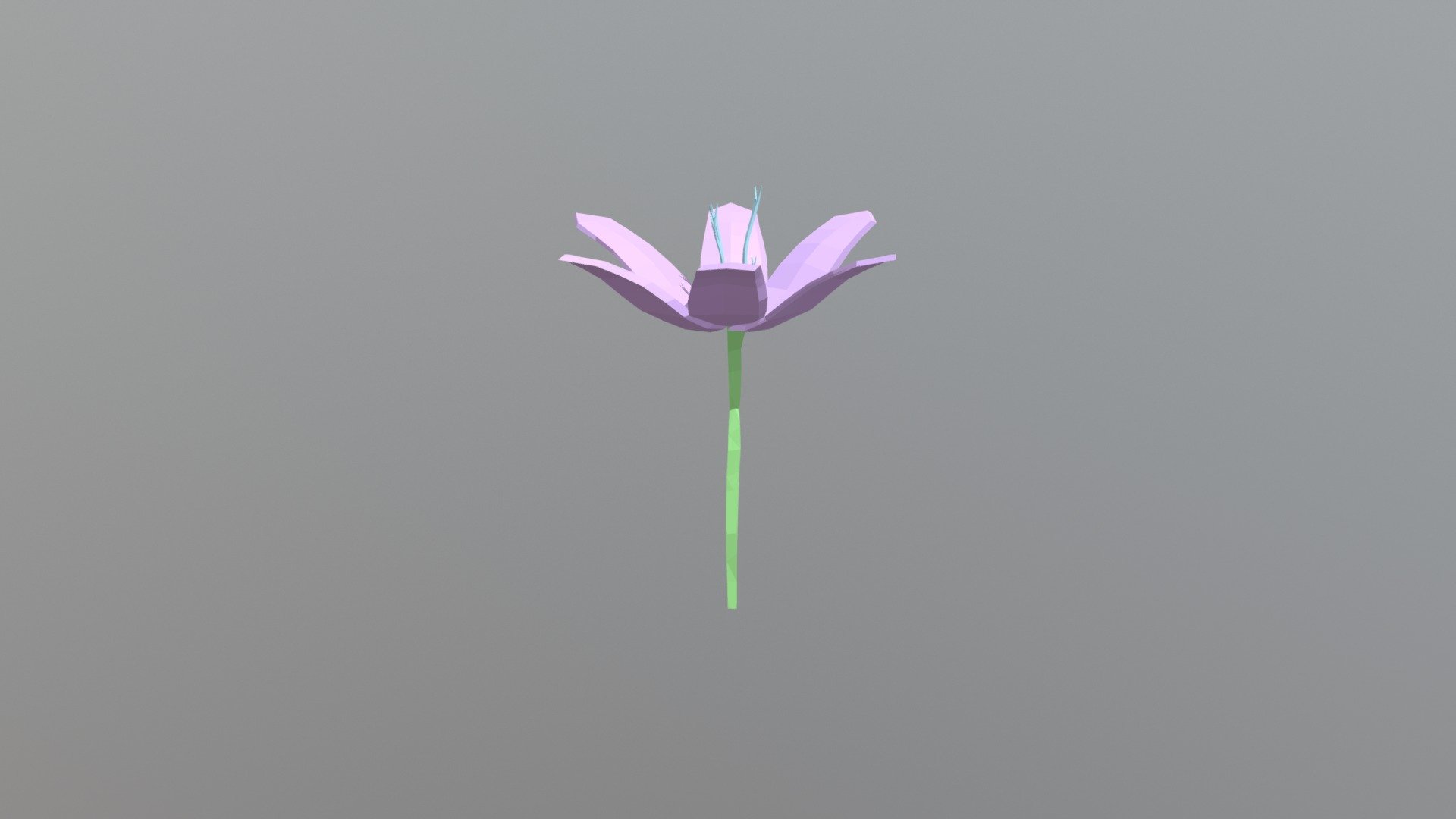 Lily - Flor