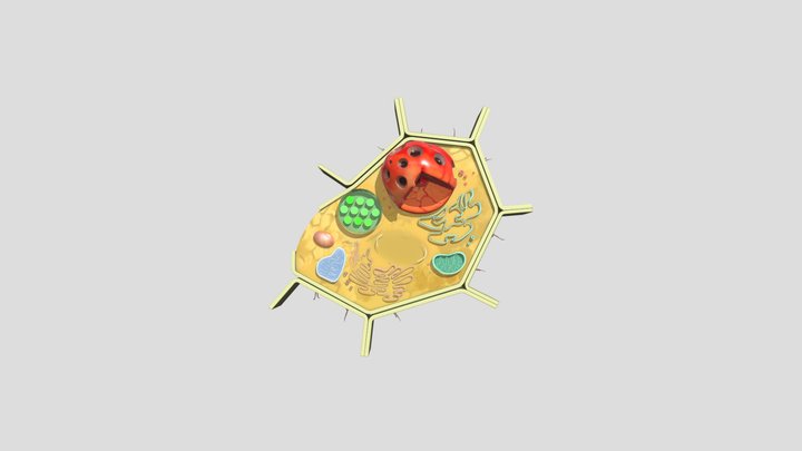Celula Vegetal 3D Model