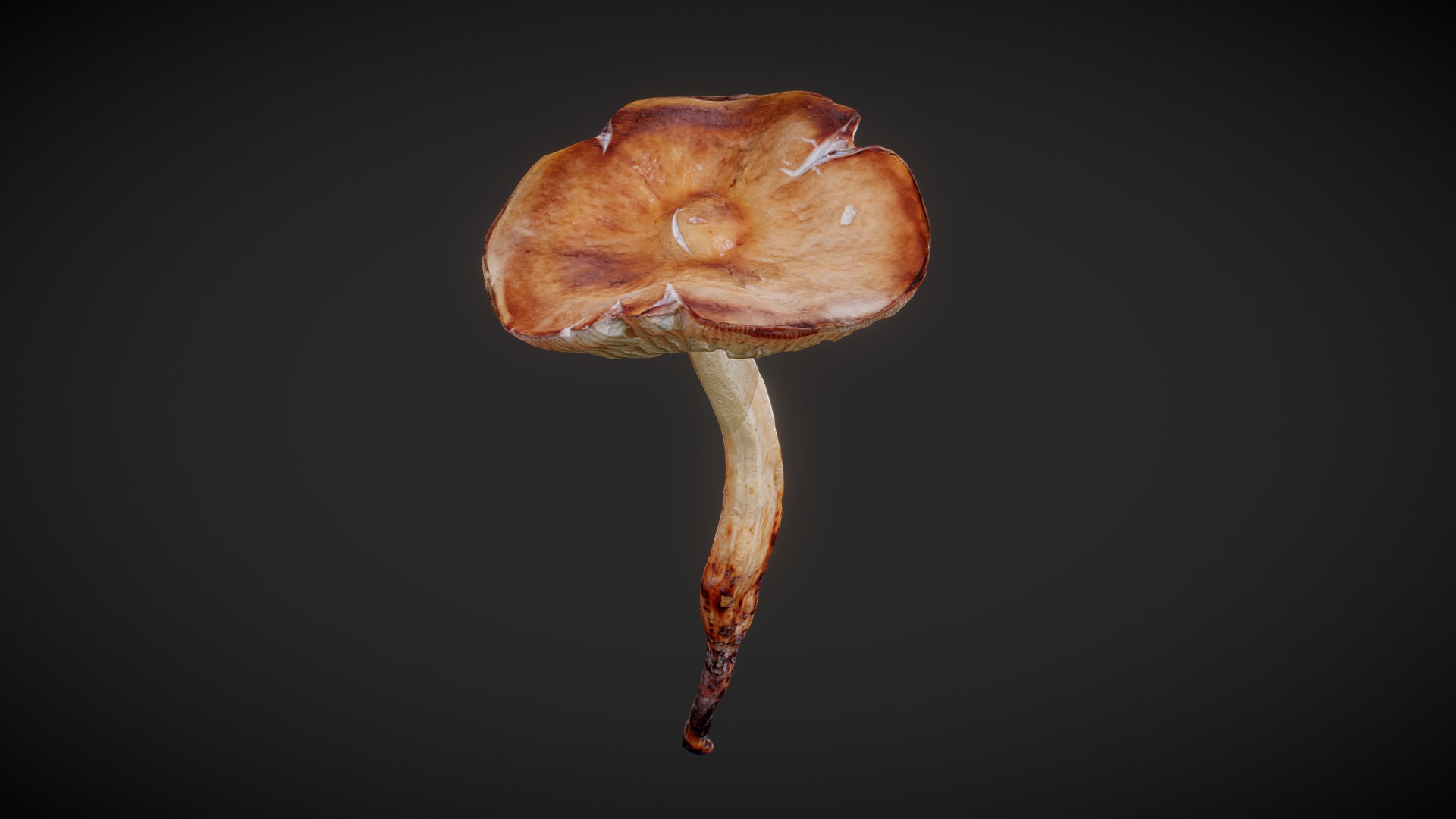 3D model Mushroom 02 - This is a 3D model of the Mushroom 02. The 3D model is about a mushroom with a black background.