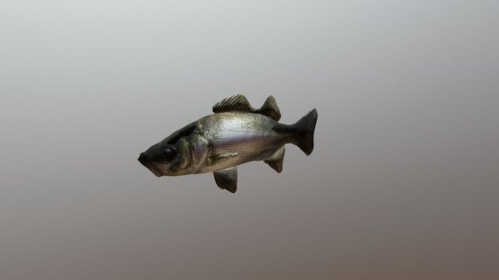 Fish "Seabass" ver.0.2 3D Model