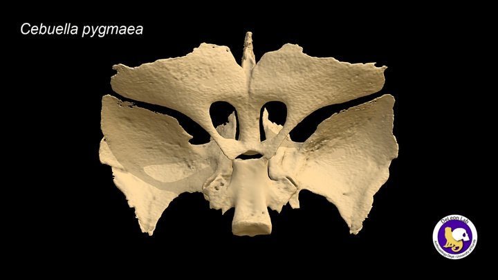 Sphenoid (newborn Cebuella pygmaea) 3D Model