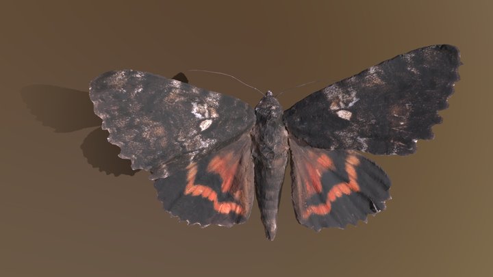 Catocala dula オニベニシタバ
