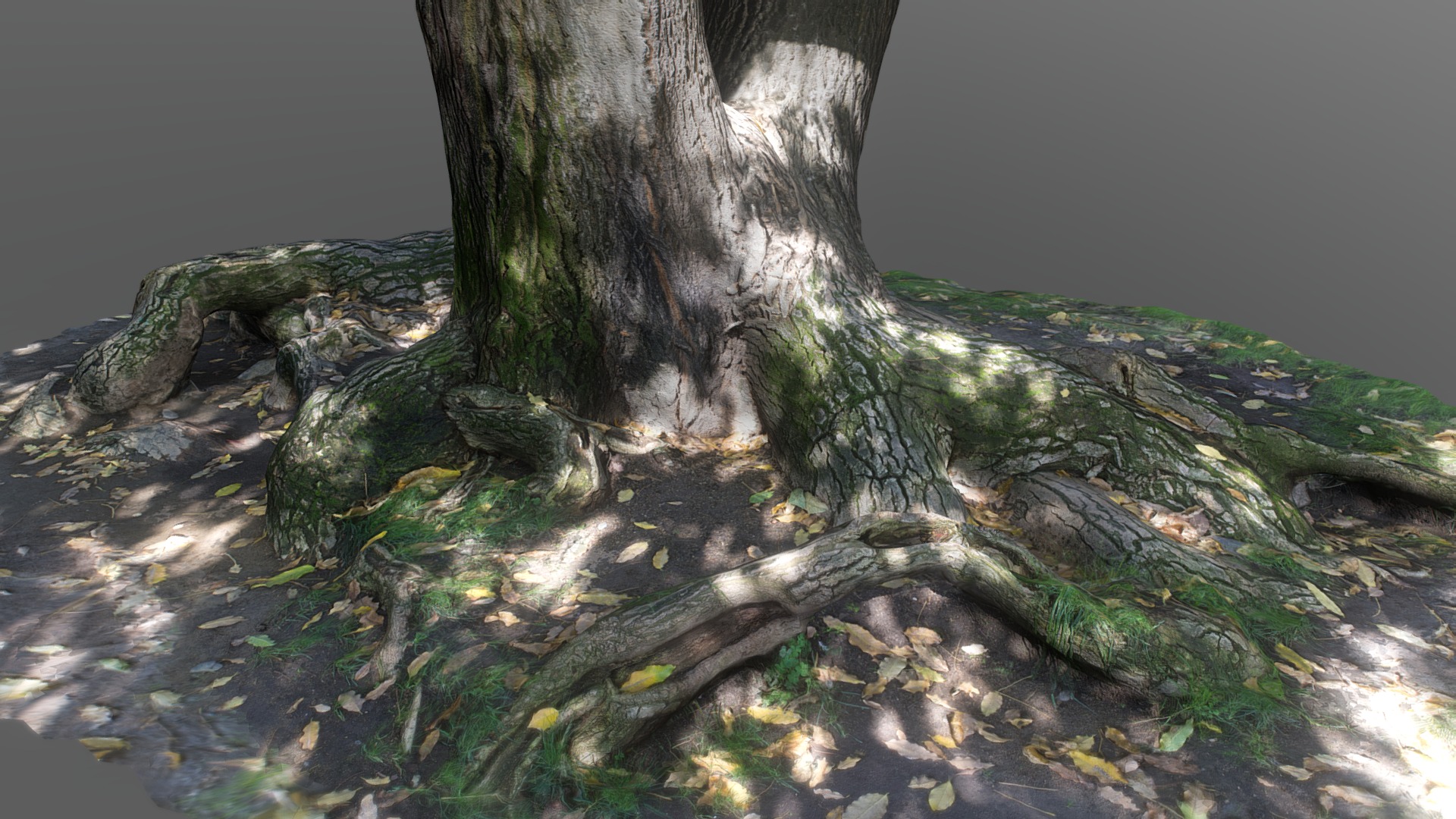3D model Tree roots and trunk - This is a 3D model of the Tree roots and trunk. The 3D model is about a tree with many roots.