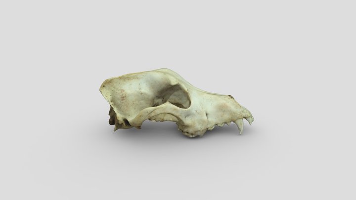 Craneo de Canis lupus Familiaris 3D Model