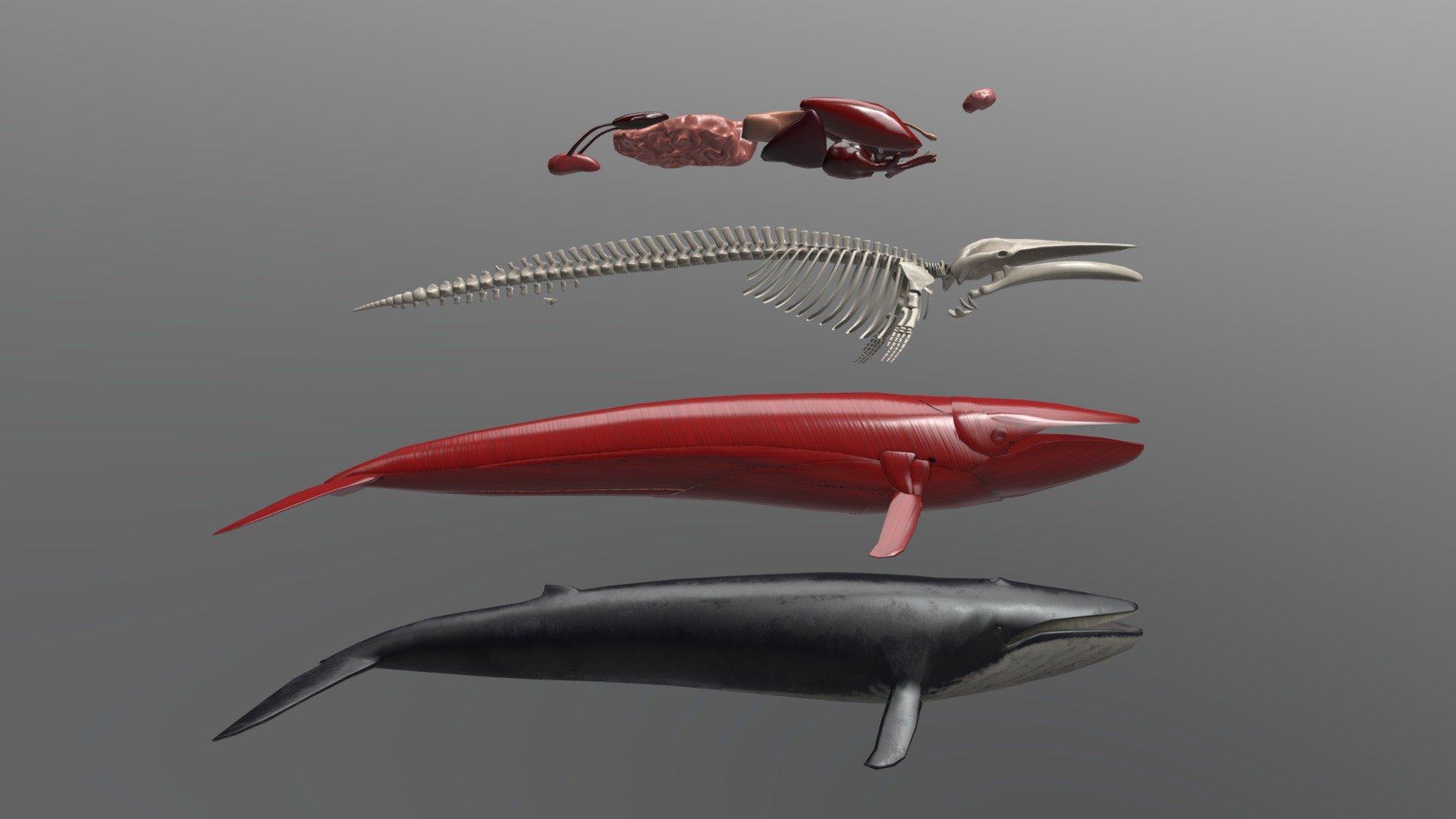 Whale Breakdown (stacked)