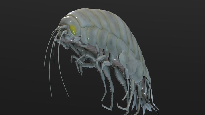 AmphipodV3 3D Model