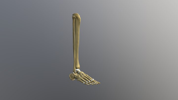 Labelled bones of the foot 3D Model