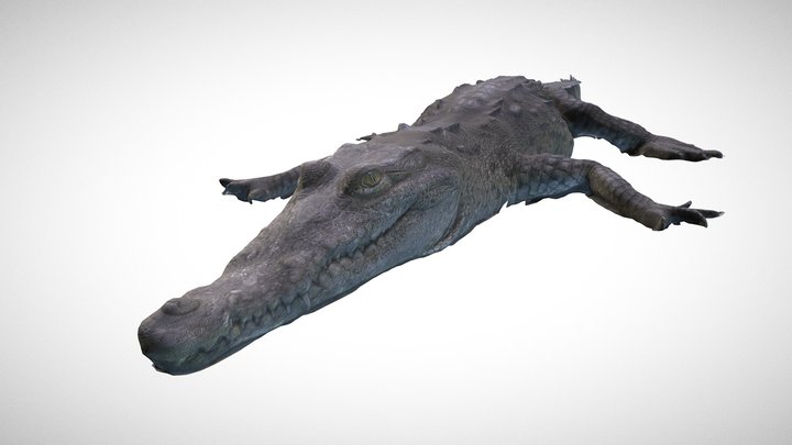 Crocodylus Acutus 3D Model