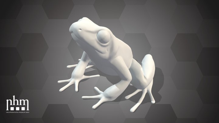 Phyllobates terribilis (Pose 1)