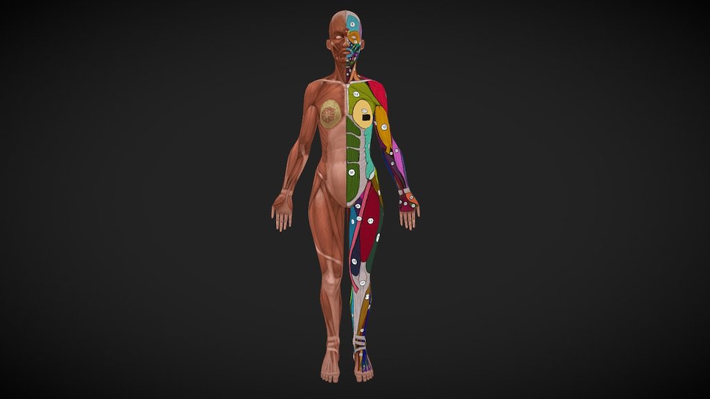 Female Anatomy 2 Download Free 3d Model By Graft [423ab35] Sketchfab