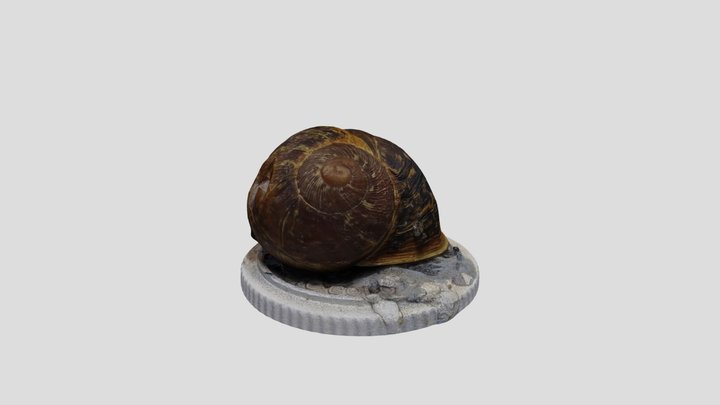 Garden snail. Alive. Realityscan. – Modello 3D gratuito STL