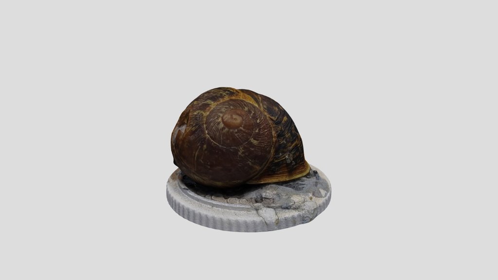Garden snail. Alive. Realityscan.