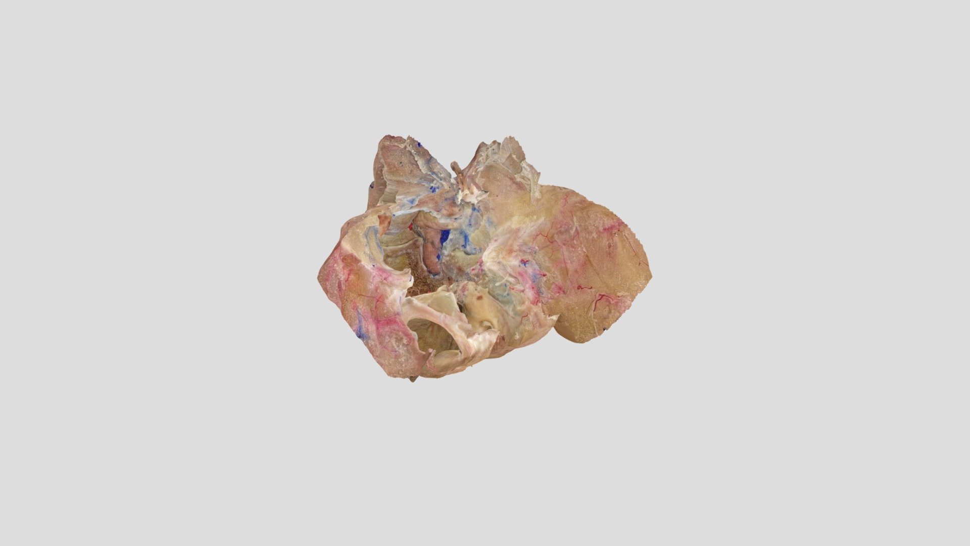 Petrosal process of the sphenoid bone 3D model by vv (verav