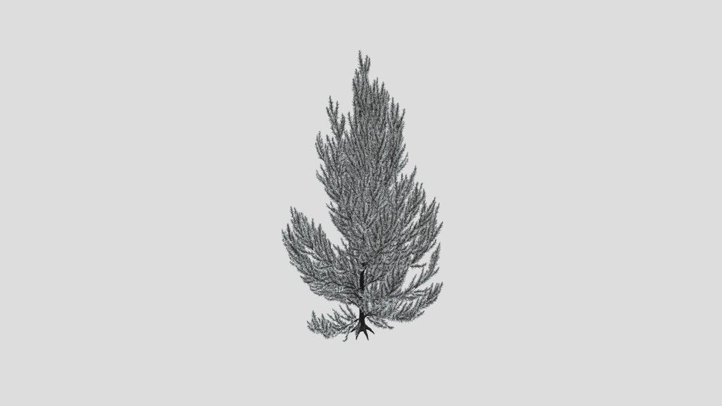 Pinus Flexilis Vanderwolf Pyramid