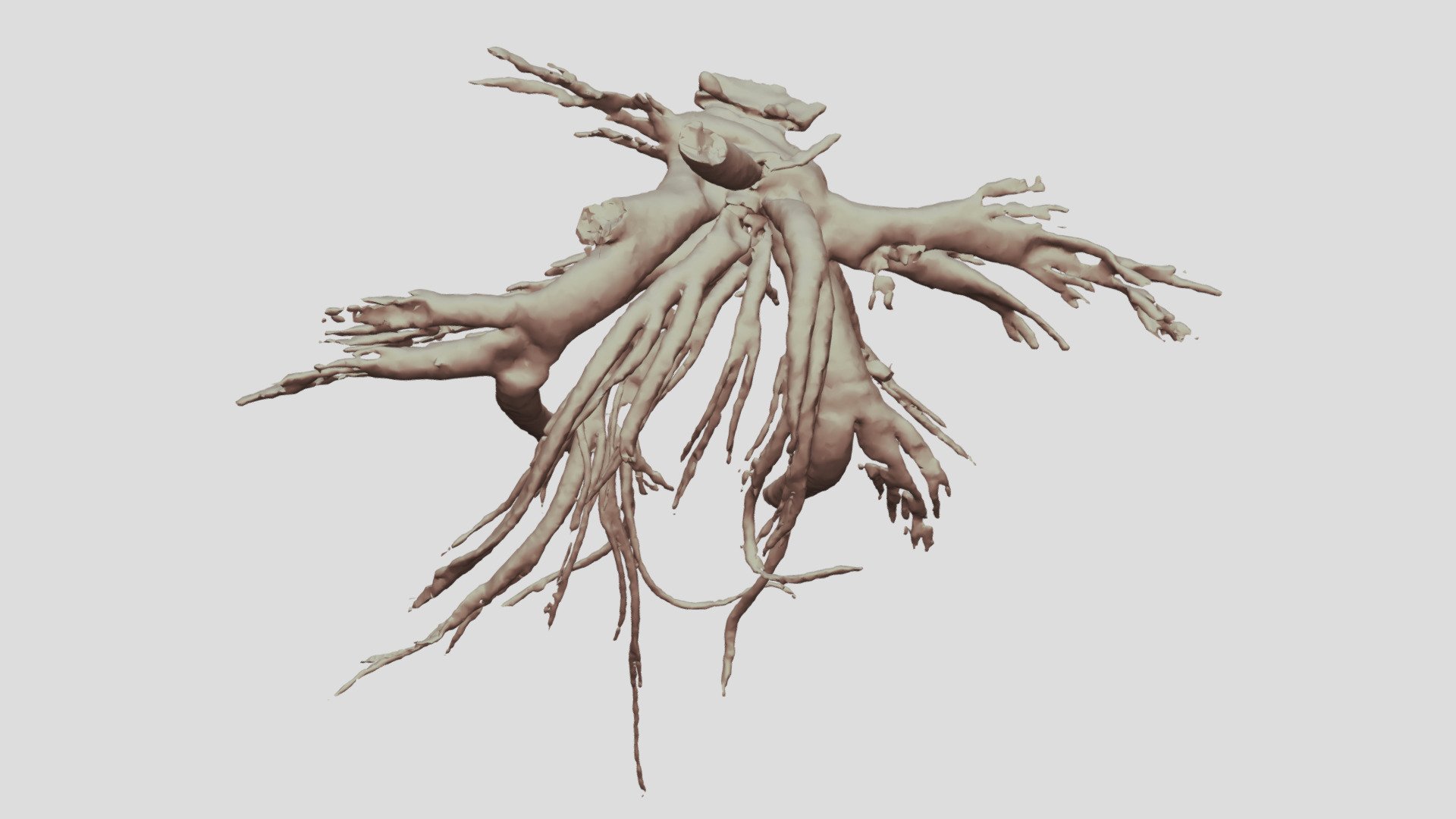 Cacosceles newmannii larva tracheae. Sample Nr2