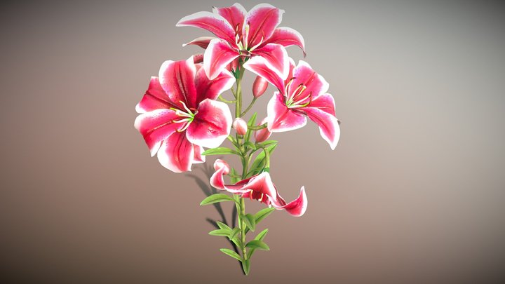 Flower Lily 3D Model
