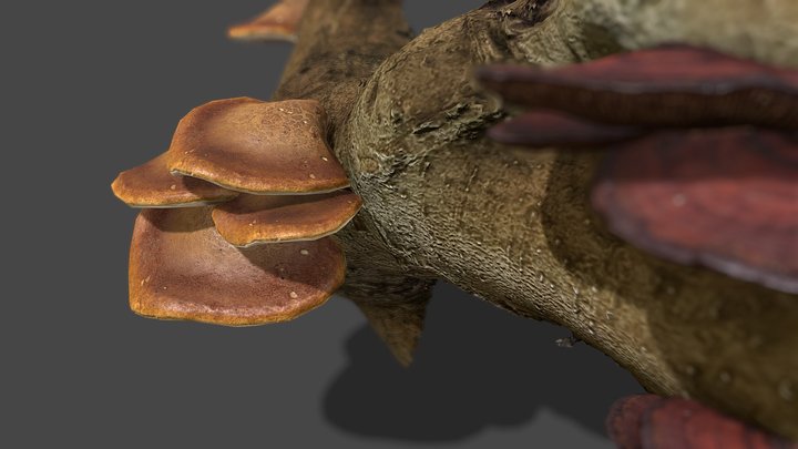 Mushroom_25&26 3D Model