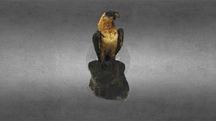 Trencalòs (Gypaetus barbatus) 3D Model