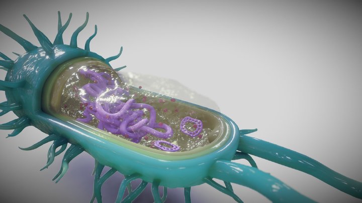 Bacterial cell structure 3D Model