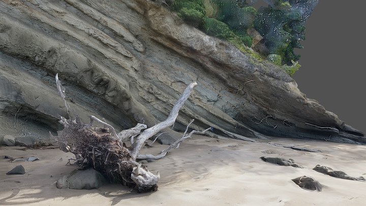 Sea cliff and driftwood