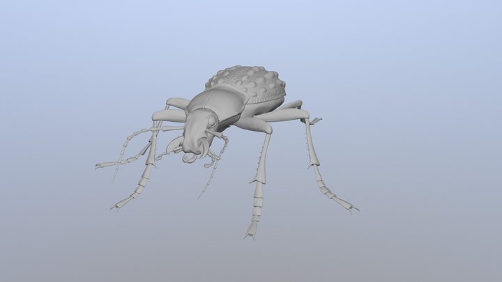 Carabus (Coptolabrus) sculpt 3D Model
