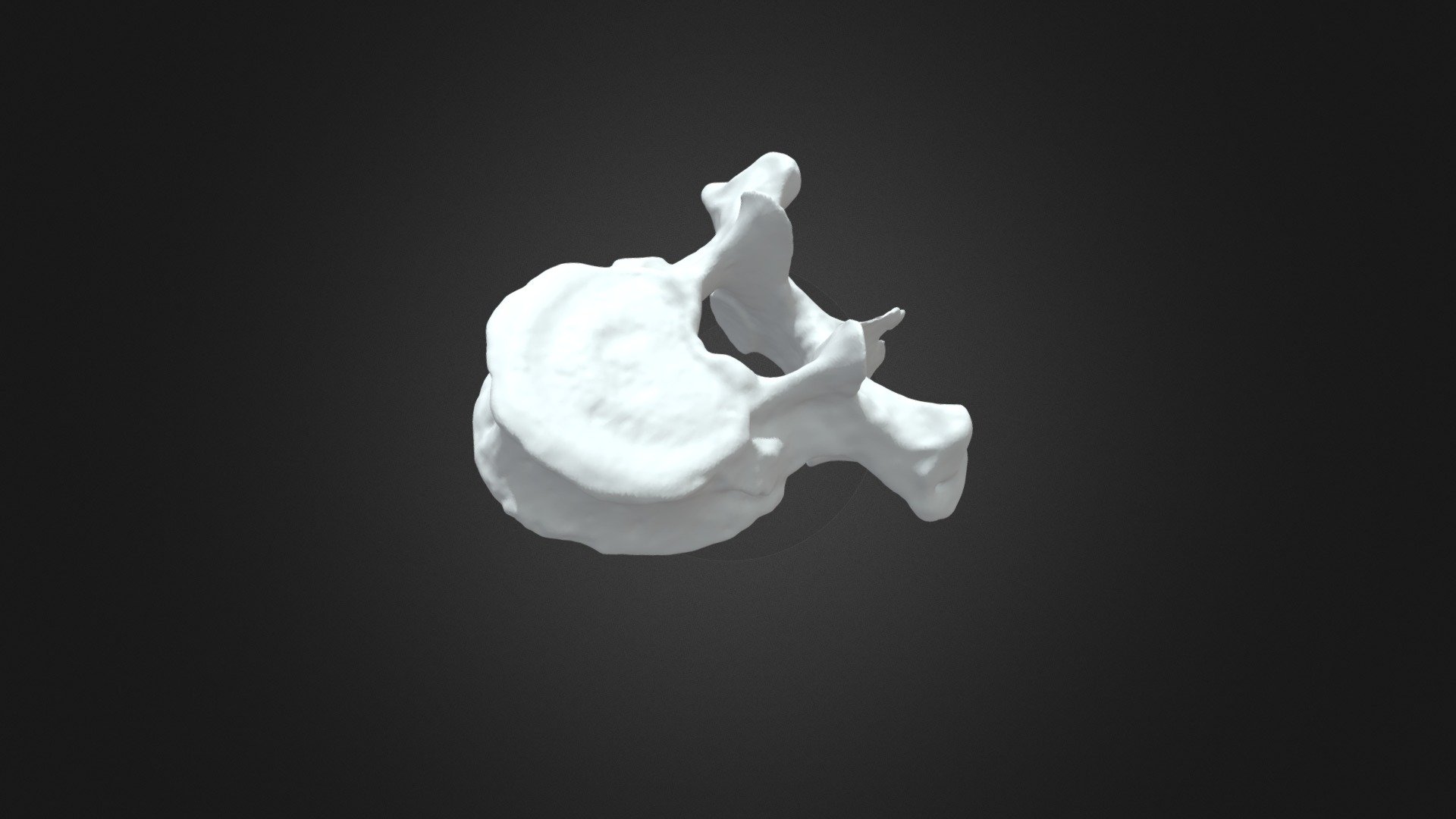 Pongo pygmaeus, T5 vertebra