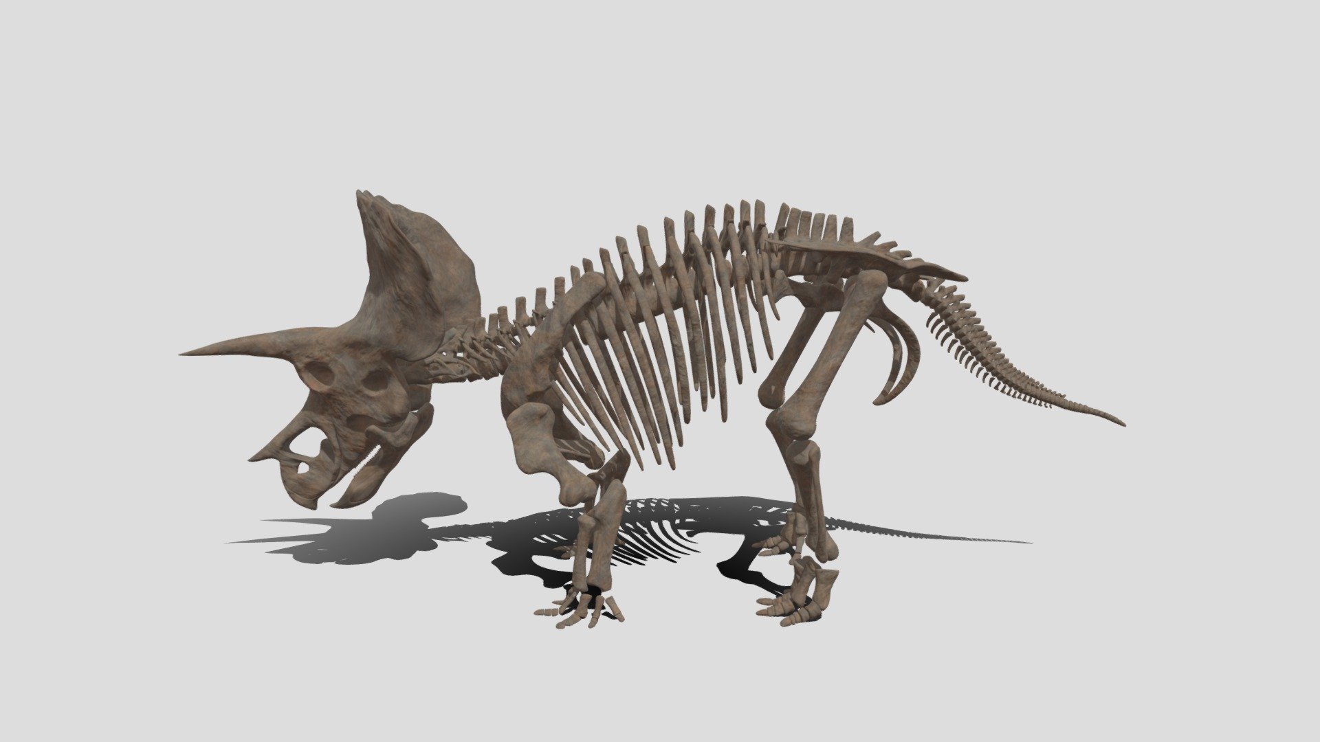 f268 トリケラトプスの骨の化石 - コレクション