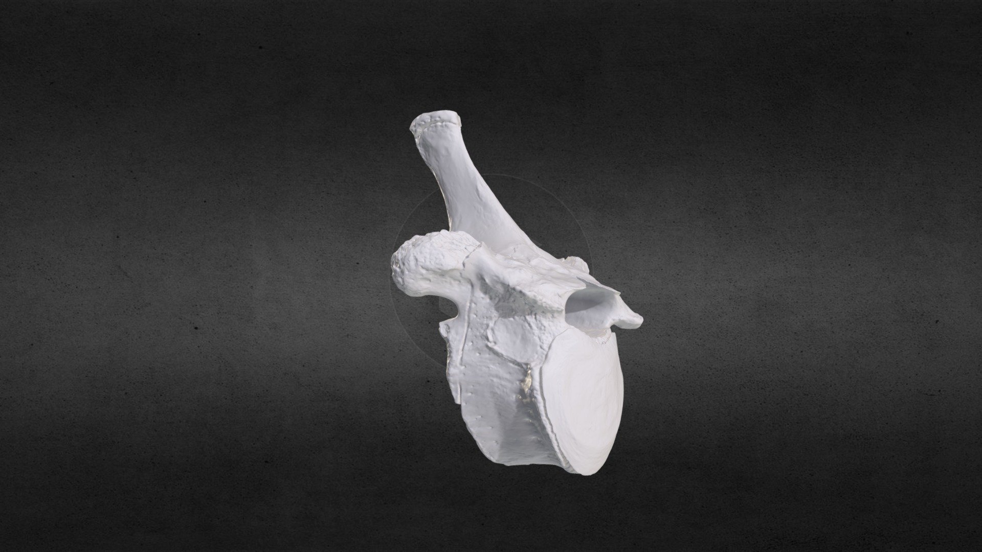 Loxodanta africana (elephant) Thoracic Vert 17