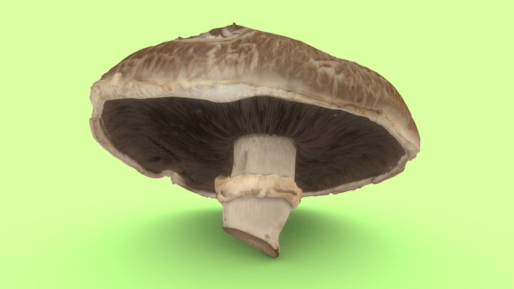 Portobello Mushroom 3D Scan – Modèle 3D gratuit STL
