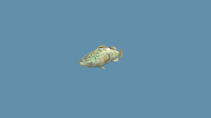 Fish 3D Model