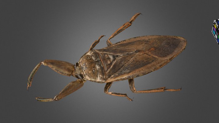 Insects A 3d Model Collection By Xuuya Alistairjonathangrey Sketchfab