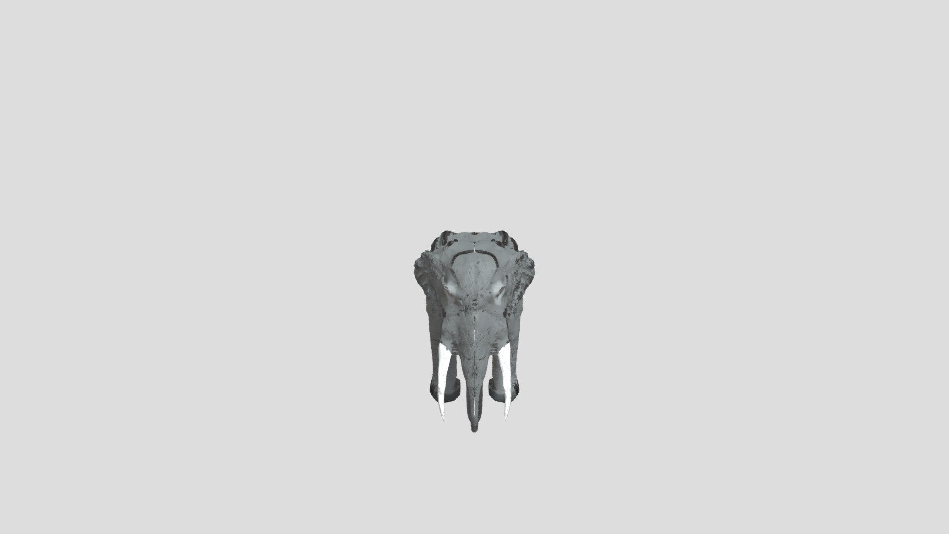 Elefante 1