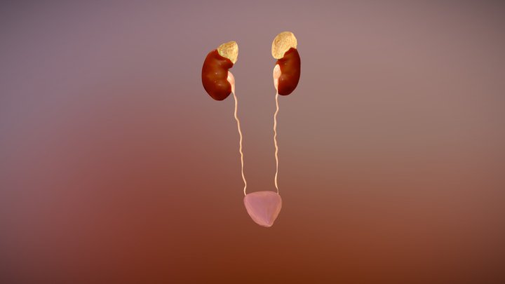 Urinary System Final 3D Model