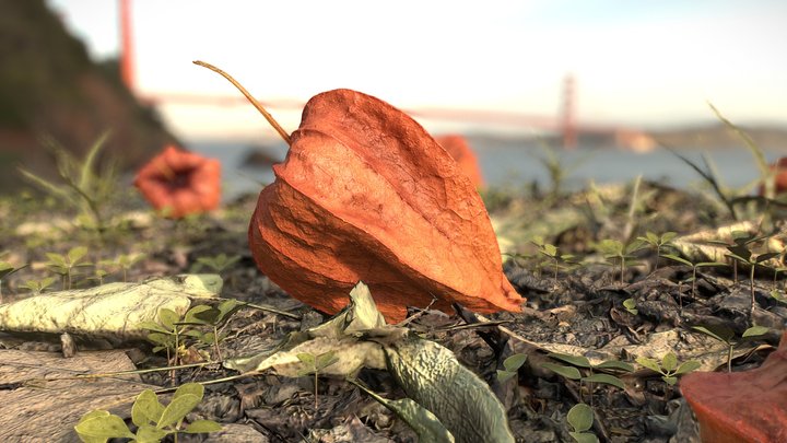 Physalis alkekengi - Close Up – Modello 3D gratuito STL