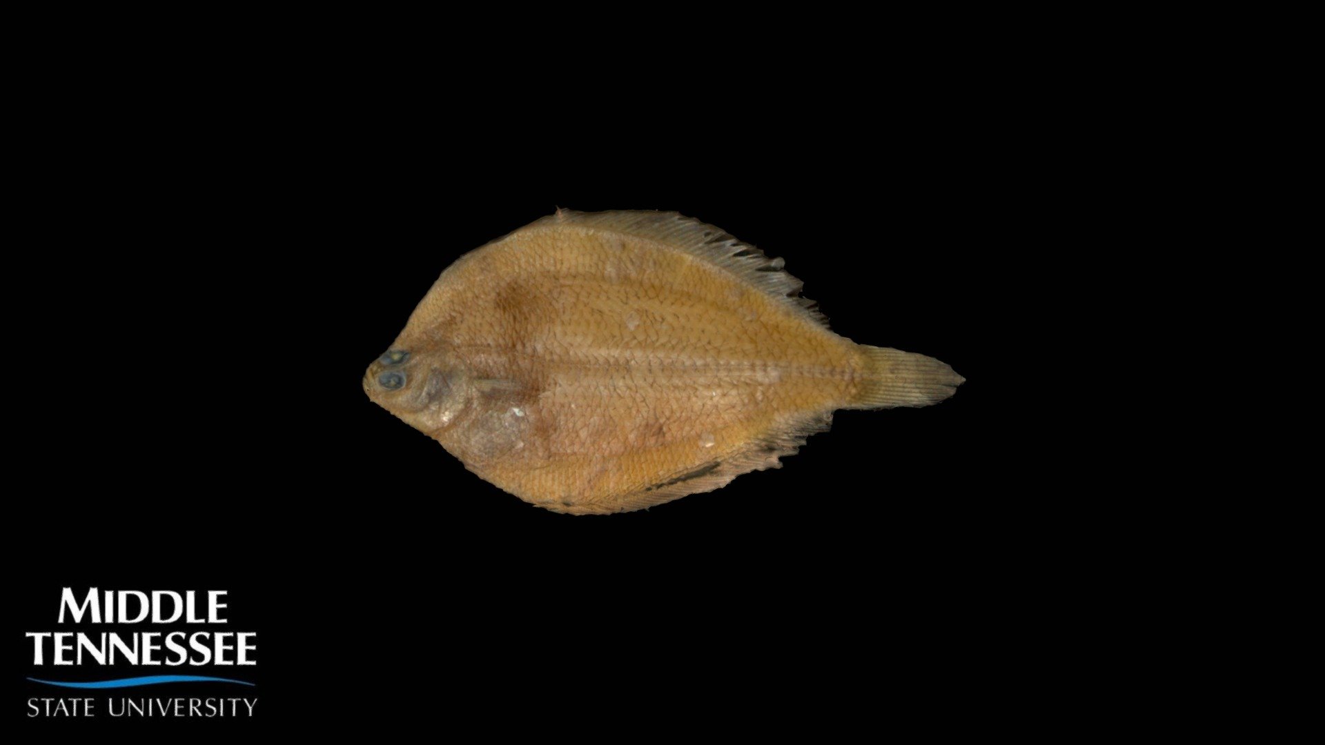 Fringed Flounder - Etropus crossotus