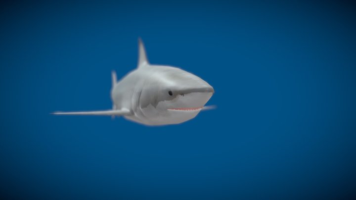 Sharky Mcshark Face 3D Model