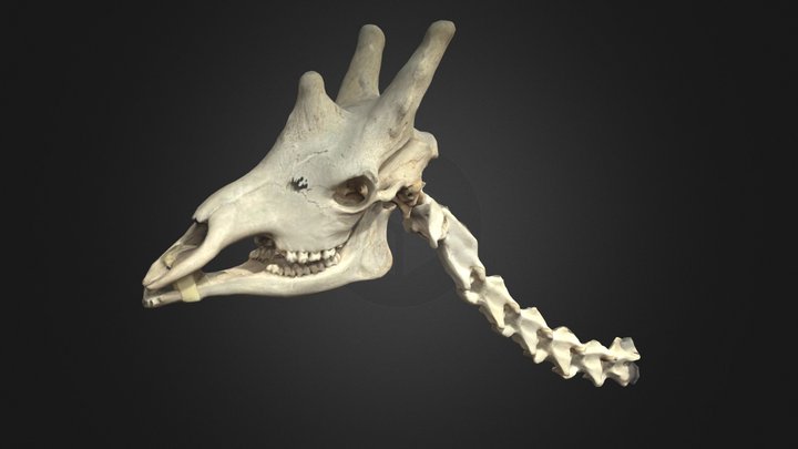 Cou Girafe
