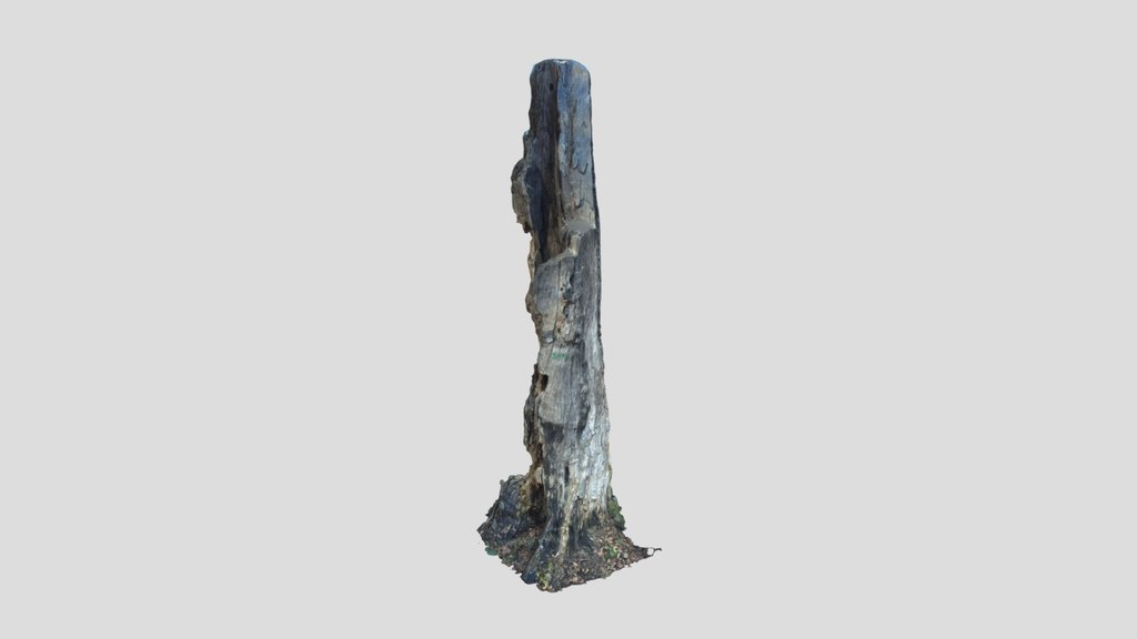 Rotten Tree