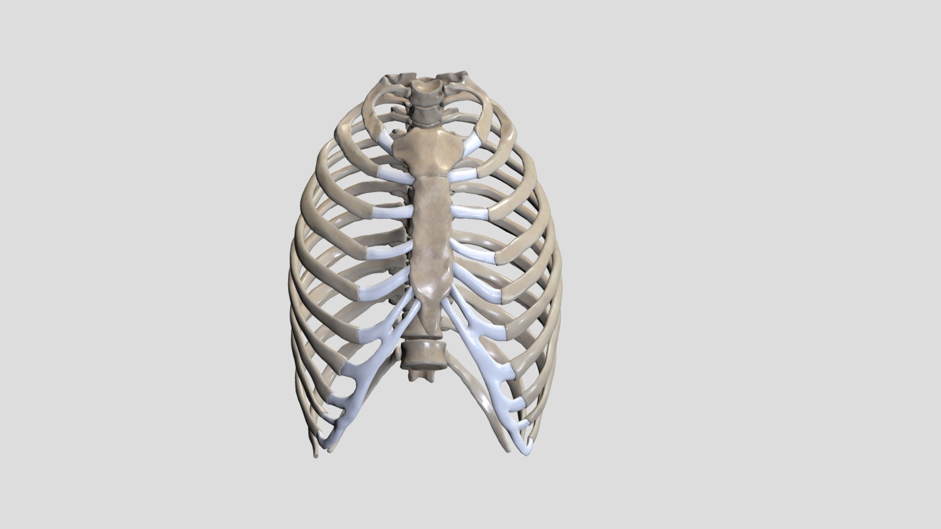 Krūškurvis - 3D model by Anatomy Next (@a4s) [426ba93] - Sketchfab