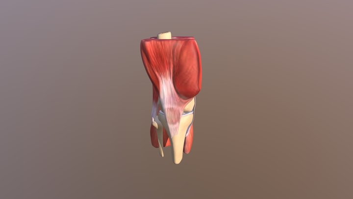 Knee Animation 3D Model